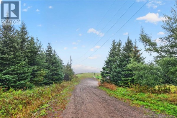 Dirt driveway lined with mature evergreen trees leading towards the house in a rural setting. - 422 Indian Mountain Road, Stilesville