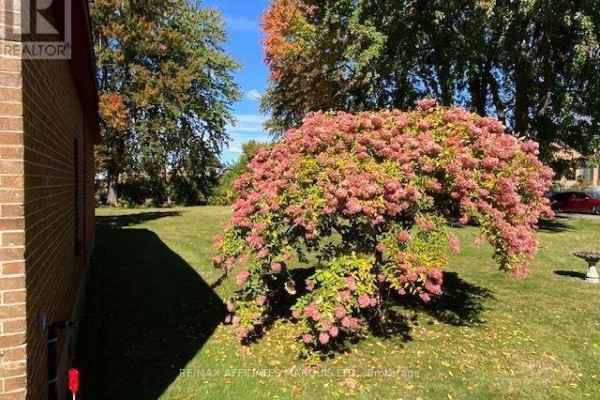 Large flowering shrub with pink blossoms in a green lawn next to a brick structure. - 425 Second St. E Street E, Cornwall