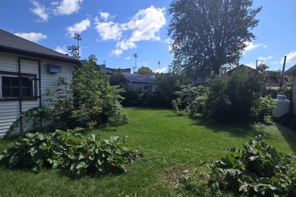 View of the backyard showing a grassy lawn surrounded by dense trees and bushes. - 436 Fourth Street E, Cornwall