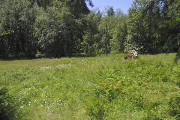 Wide grassy field with ferns and scattered white wildflowers, bordered by dense green trees. - 43751 Frost Road, Columbia Valley, Columbia Valley