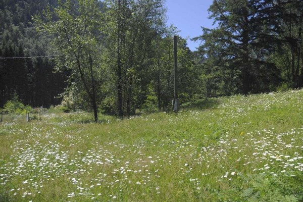 Grassy meadow with wildflowers, trees, and a power pole on a sunny day. - 43751 Frost Road, Columbia Valley, Columbia Valley