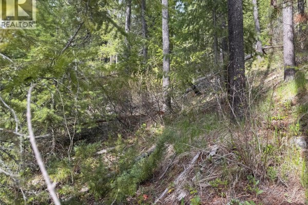 Dense forest with pine trees, undergrowth, and dappled sunlight on the ground - 452 Ponderosa Avenue, Greenwood