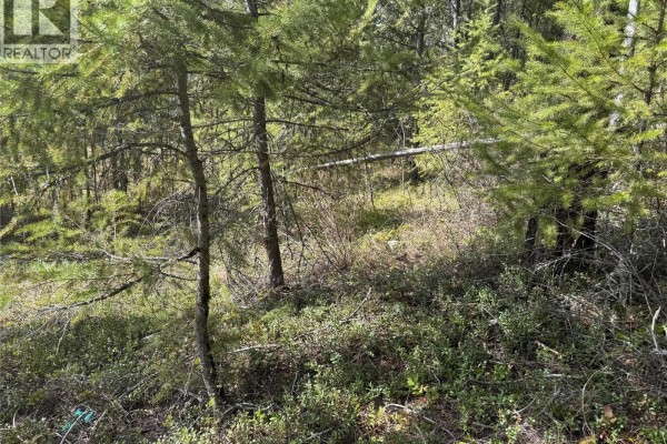 View of a natural, wooded lot with evergreen trees and low-lying bushes - 452 Ponderosa Avenue, Greenwood