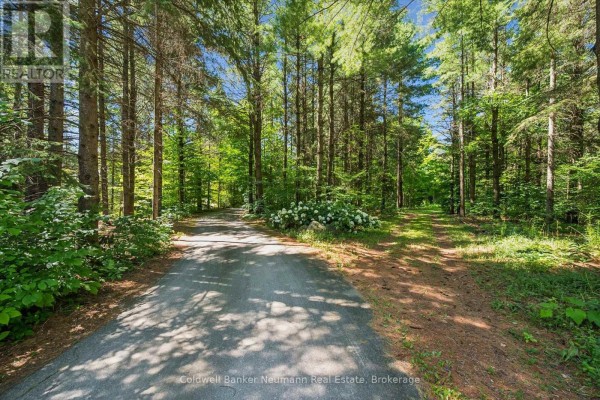 Long driveway lined with mature trees, offering a secluded approach to the property. - 4676 Concession 11 Road, Puslinch
