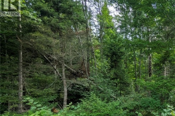 47 Acres North Barnaby Road, Barnaby, NB E1N6G4 Photo 5