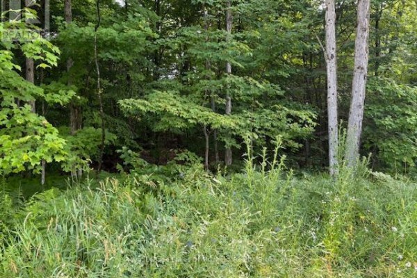 Dense green forest with tall trees and undergrowth along a gravel road. - 47 Summer Leigh Trail, Huntsville
