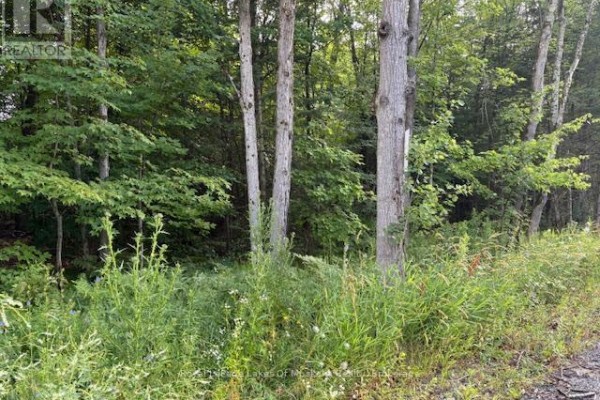 Tall trees and green undergrowth line a paved road on a wooded lot. - 47 Summer Leigh Trail, Huntsville