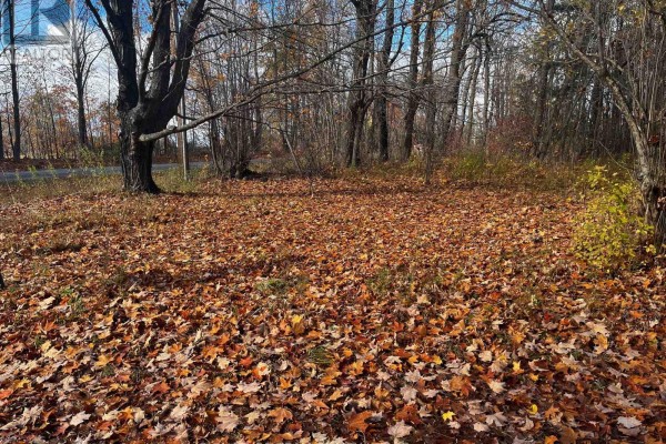 Wooded area with a carpet of leaves, indicating a natural setting. - 482 Bellamy Road, Mcnab/braeside