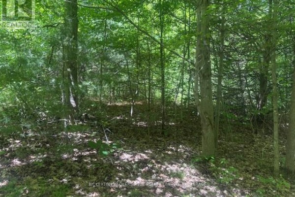 49 Cedar Sands Road, Rideau Lakes, ON K0E1N0 Photo 4