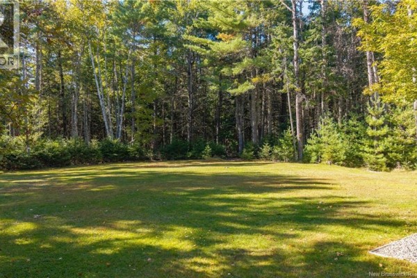 A wide, open grassy lawn surrounded by tall green evergreen trees under a sunny sky. - 499 Ledge Road, Dufferin