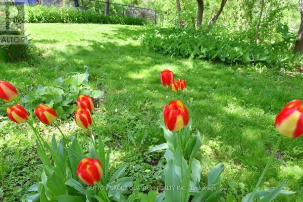 Red and yellow tulips in a green yard with trees and a fence - 499 Valley Drive N Oakville