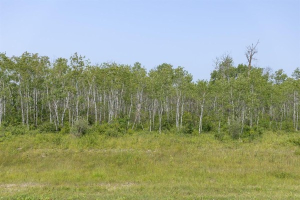 Vacant lot with birch trees and green underbrush under a clear blue sky. - 5 River 59n Road, Anola