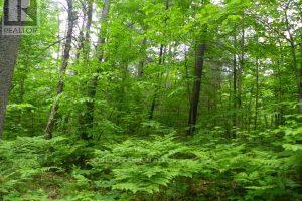 50 Acres In Muskoka North Of Bala - Pcl 31045, Muskoka Lakes, ON P0C1A0 Photo 4