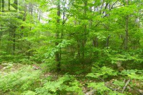 50 Acres In Muskoka North Of Bala - Pcl 31045, Muskoka Lakes, ON P0C1A0 Photo 5