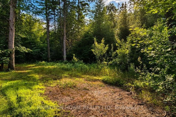 Sunlight filters through trees onto a grassy area and dirt path in a wooded lot. - 5045 Opeongo Road, Ottawa