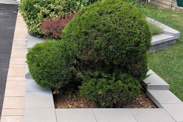 Close-up view of a garden bed with varied green evergreen shrubs and mulched ground. - 51 Gloria Crescent, Whitby