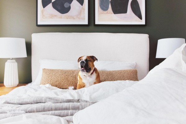 A bulldog rests on a white bed with a beige headboard and abstract art above. - 510 7828 136a Street, Surrey