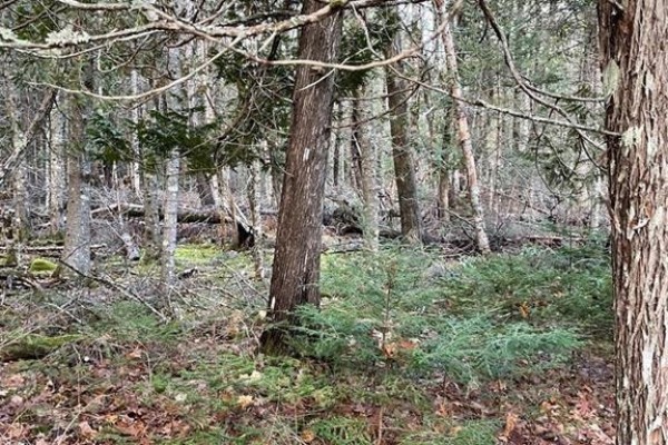 519 Route 725, Little Ridge, NB E3L5N8 Photo 3