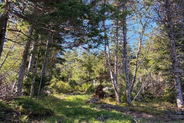 Path through a sun-dappled forest with tall evergreen trees and green undergrowth. - 52 Barry's Island North, Avondale