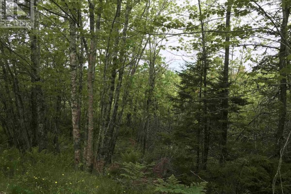 53.03 Acres Highway 308 Highway, Belleville, NS B0W3M0 Photo 4