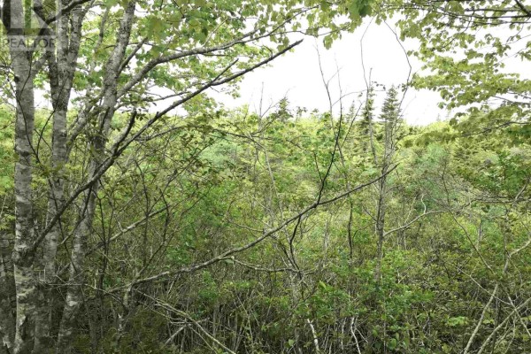 53.03 Acres Highway 308 Highway, Belleville, NS B0W3M0 Photo 5