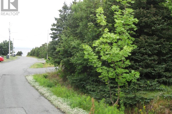 Asphalt road curves past a grassy embankment and dense evergreen trees. - 56 N Robert's Road N, Conception Bay South
