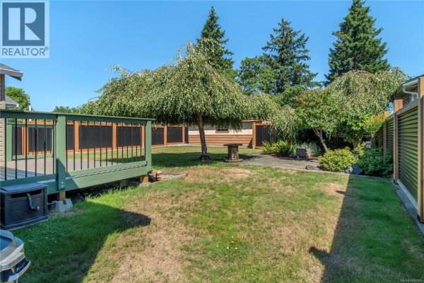 Backyard view with a deck, weeping tree, grassy area, and tall evergreen trees. - 541 Colwyn St, Campbell River