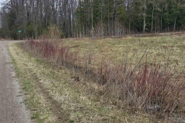 Grassy lot with sparse trees next to a dirt road and trees lining the background. - 5496 Fairvalley Road, Ramara Road, Ramara