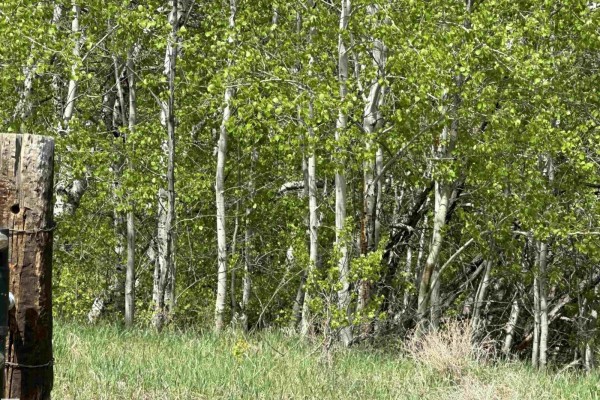 563003 Range Road 205, Rural Lamont County, AB, photo 2