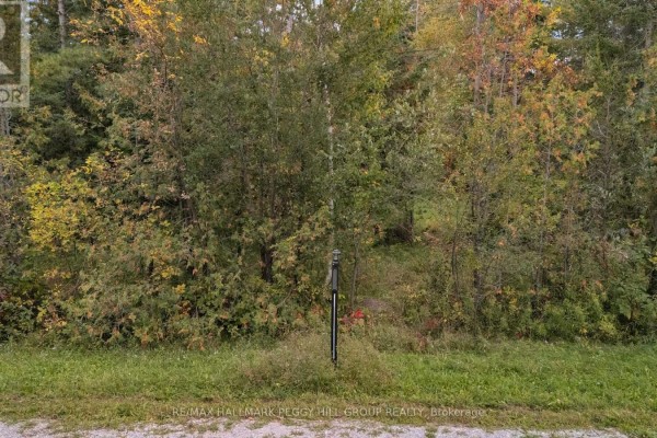 A metal post stands in a grassy area surrounded by dense trees and shrubs. - 57 Bass Bay Drive, Tay
