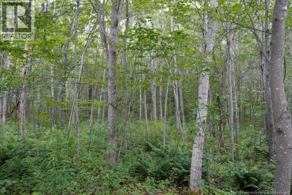 5716 Rte 495, Saint Fabien, NB E4S2T2 Photo 5