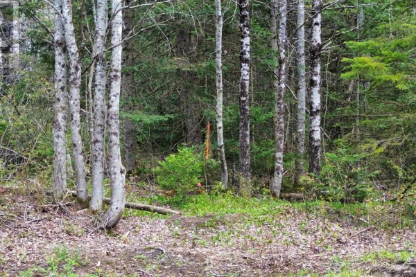 58 Mic Mac Road, Springhill Junction, NS B0M1G0 Photo 3