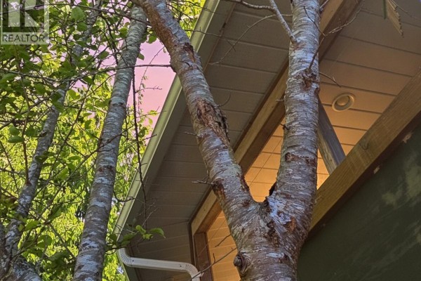 Close-up of trees in front of a home with a window and eave visible. - 585 1st St, Sointula