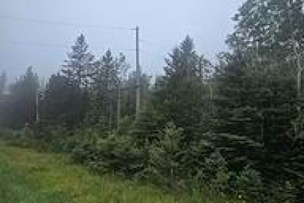 Dense green trees line a dirt road with power lines and a utility pole overhead. - 5937 Highway 11/17, Conmee