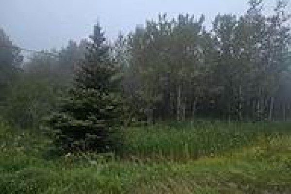 A tall evergreen tree stands in a clearing surrounded by deciduous trees and tall grass. - 5937 Highway 11/17, Conmee