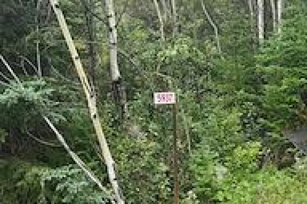 A small, white sign with red lettering is mounted on a pole amidst dense foliage. - 5937 Highway 11/17, Conmee