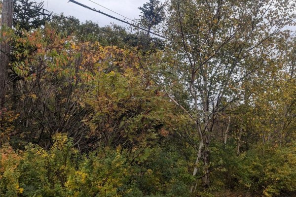 6-10 Parsons Place, Conception Bay South, NL, photo 3