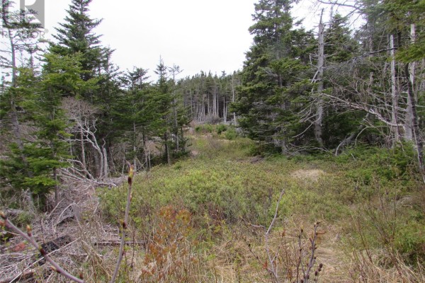 6 Country Lane, Conception Harbour, NL, photo 2