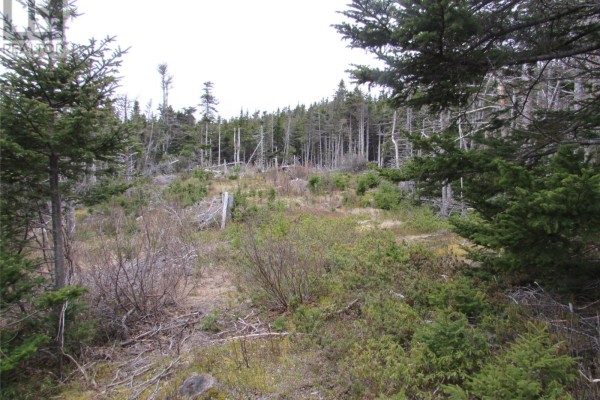 6 Country Lane, Conception Harbour, NL A0A1Z0 Photo 4