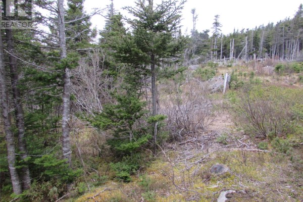 6 Country Lane, Conception Harbour, NL A0A1Z0 Photo 5
