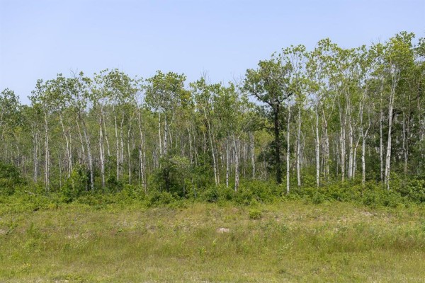 View of a dense line of birch and other deciduous trees under a blue sky. - 6 River 59n Road, Anola