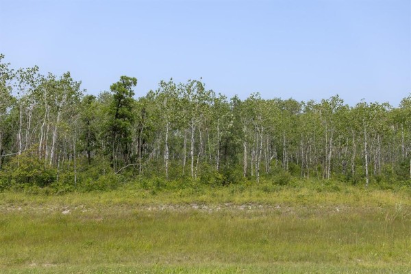 View of a dense line of birch and other deciduous trees under a blue sky. - 6 River 59n Road, Anola