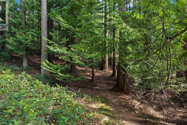 A sandy path curves through a forest with tall evergreen trees and dappled sunlight. - 6147 Old West Saanich Rd, Saanich