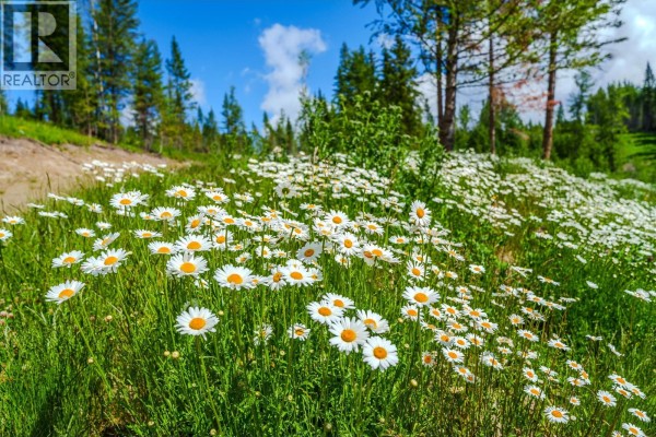 Field of white daisies in green grass with scattered trees and blue sky. - 6168 Deka Heights Road, Deka Lake / Sulphurous / Hathaway Lakes