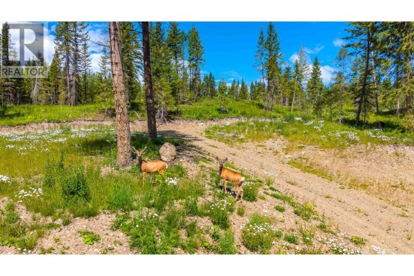 Two deer standing in a grassy, wooded area with scattered daisies and trees. - 6168 Deka Heights Road, Deka Lake / Sulphurous / Hathaway Lakes