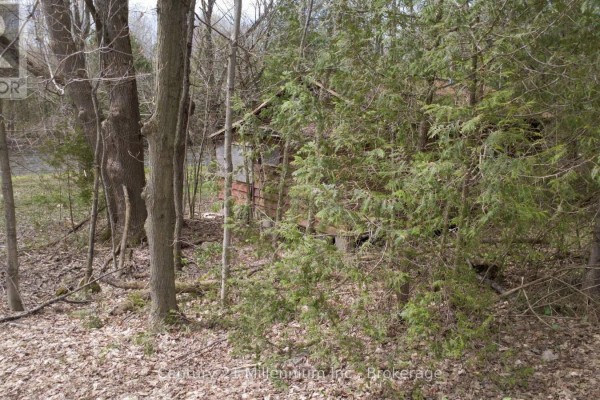 Dense green cedar trees and other foliage in a wooded area with a cabin. - 62 Roger's Crescent, South Bruce Peninsula