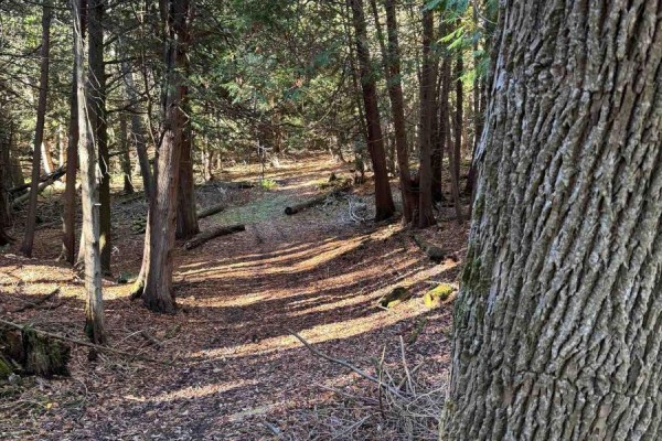 627383 15 Side Road, Mulmur, ON L0N1M0 Photo 4