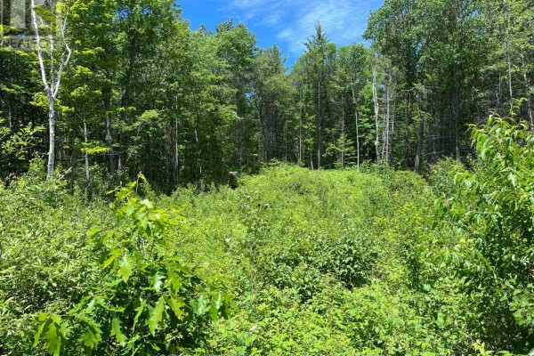 695 Long Lake Road, Madawaska Valley, ON, photo 3