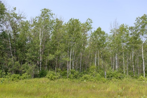 A row of deciduous trees with white bark and green leaves. - 7 River 59n Road, Anola