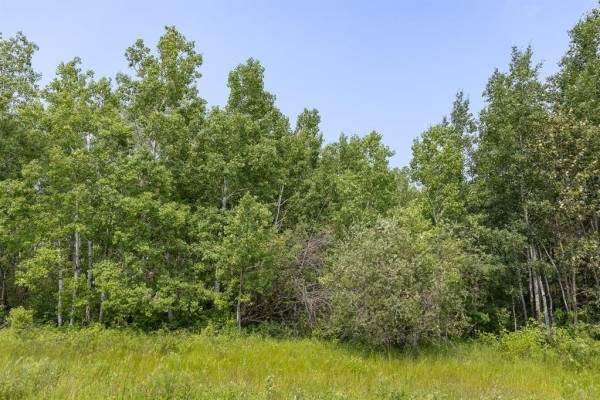 Forested property line with grass in the foreground and blue sky above. - 7 River 59n Road, Anola